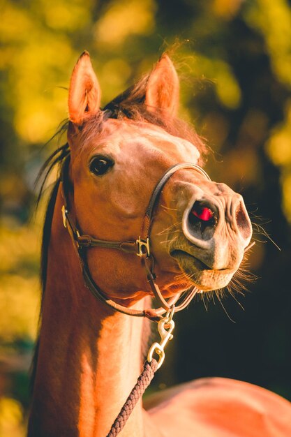 Photo close-up of a horse