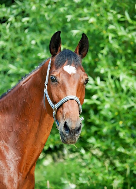 Close-up of horse