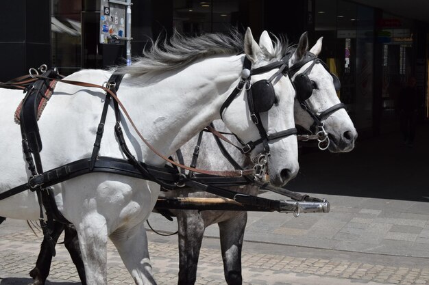 Close-up of horse