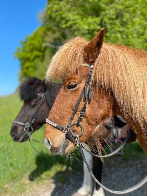 Photo close-up of horse