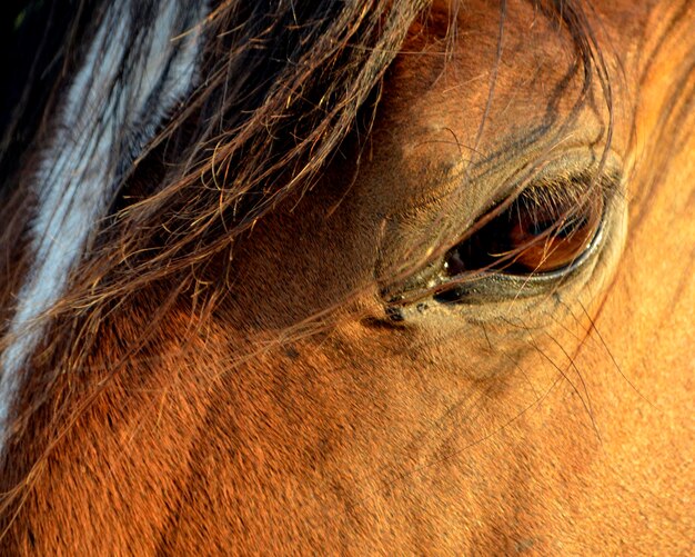 Photo close-up of horse