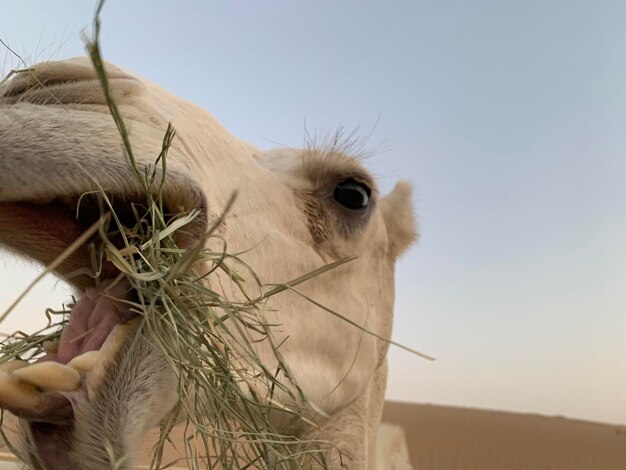 Photo close-up of a horse