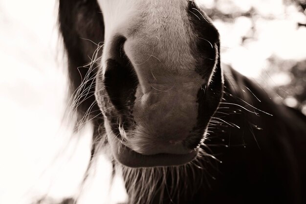 Photo close-up of horse