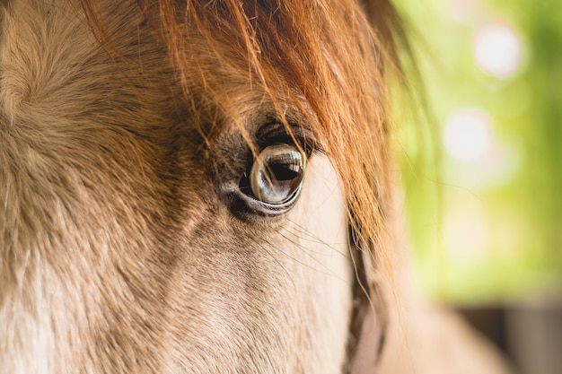 Foto close-up di un cavallo