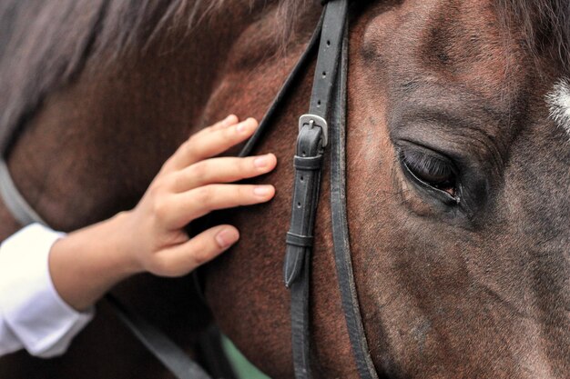 Photo close-up of a horse