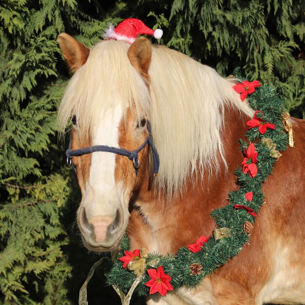 Close-up of a horse