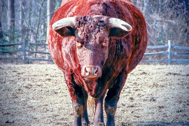 Close-up of horse