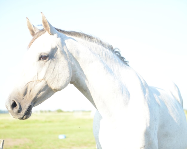 Close-up of a horse