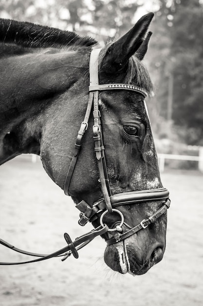 Foto prossimo piano di un cavallo