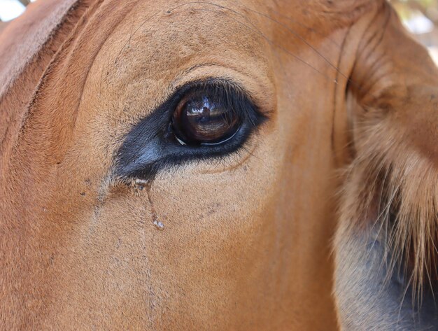 Foto prossimo piano di un cavallo