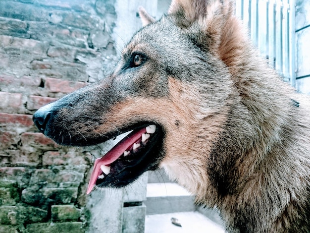 Foto prossimo piano del cavallo