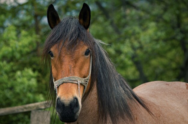 Foto prossimo piano di un cavallo