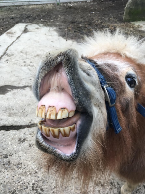 Foto prossimo piano di un cavallo