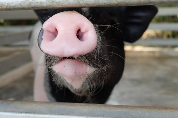 Foto prossimo piano del cavallo