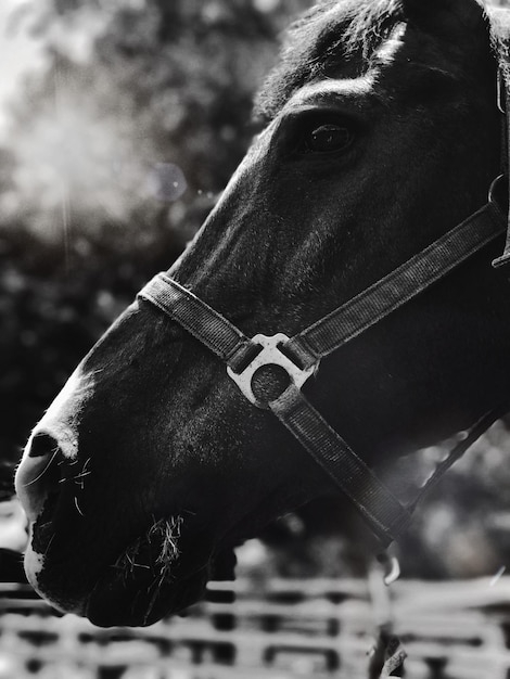 Foto prossimo piano del cavallo