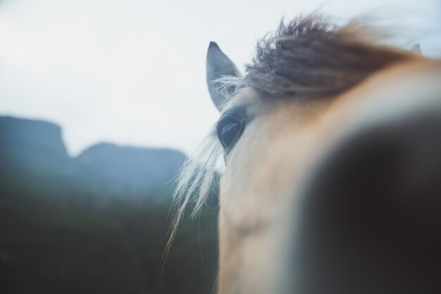 Photo close-up of horse