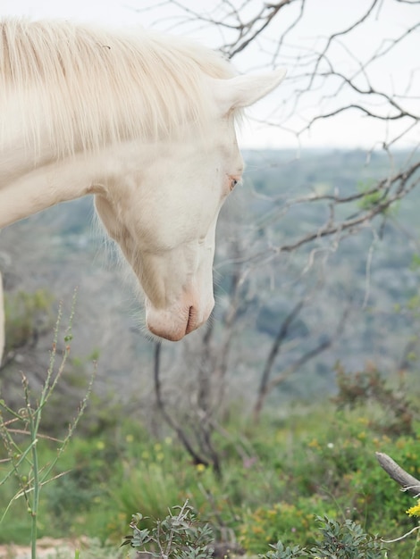 Foto prossimo piano del cavallo