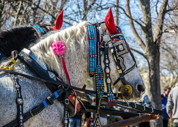 Foto prossimo piano di un cavallo