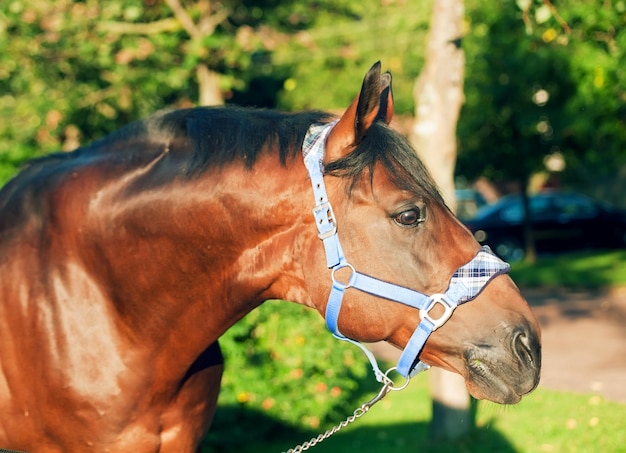 Photo close-up of horse