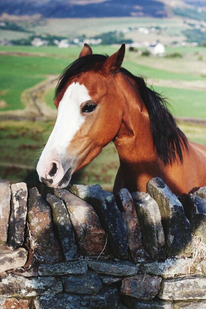 Foto prossimo piano di un cavallo