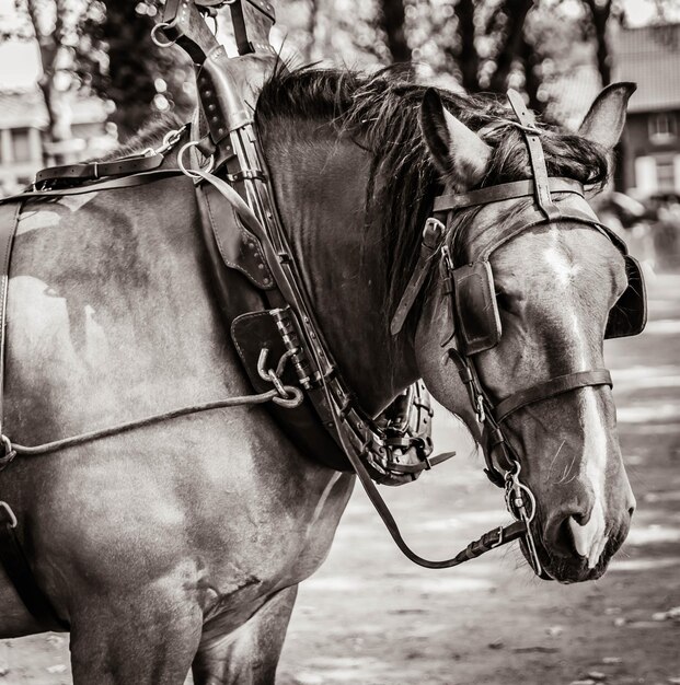 Foto prossimo piano di un cavallo