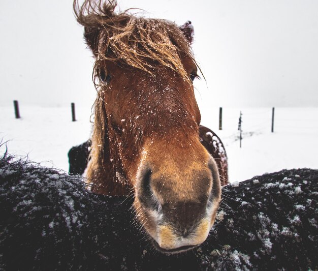 Foto prossimo piano di un cavallo