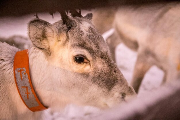 Close-up of horse