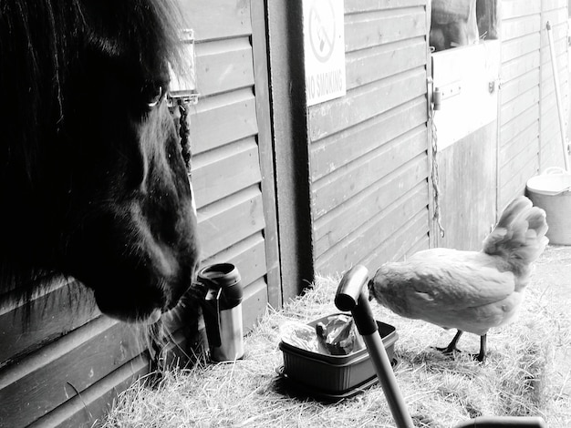 Photo close-up of horse