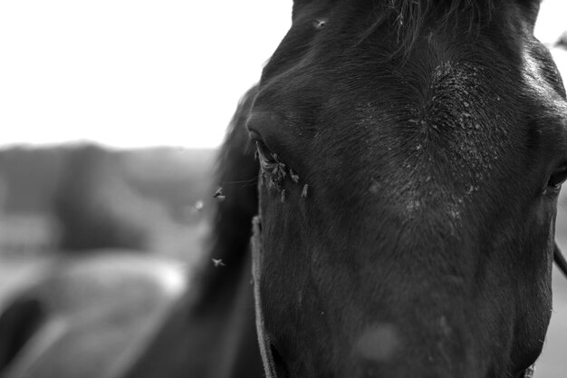 Foto prossimo piano del cavallo