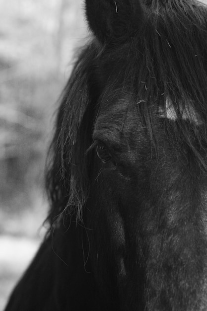 Foto prossimo piano di un cavallo