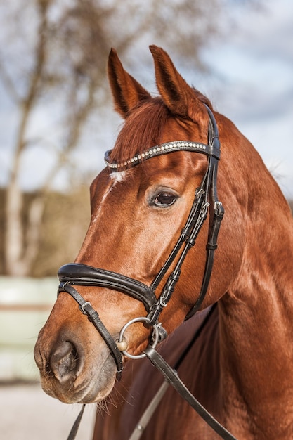 Foto prossimo piano del cavallo