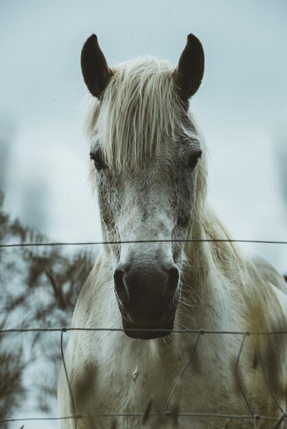 Foto prossimo piano di un cavallo