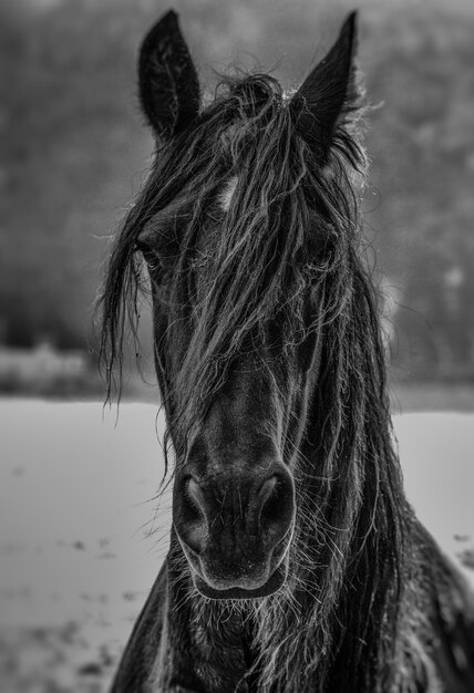 Foto prossimo piano di un cavallo