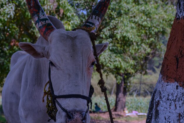 Foto prossimo piano di un cavallo