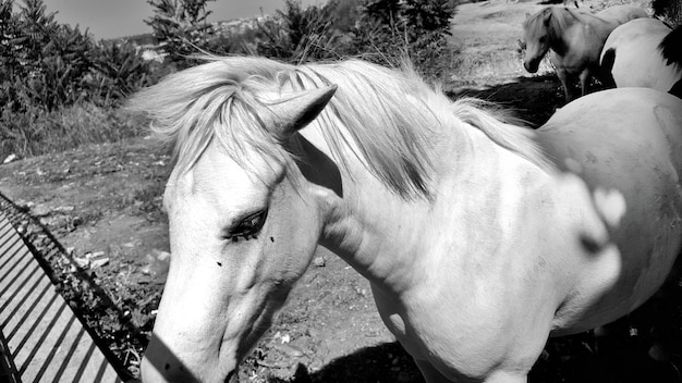 Foto prossimo piano del cavallo