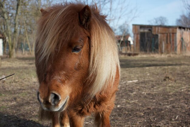 Photo close-up of horse