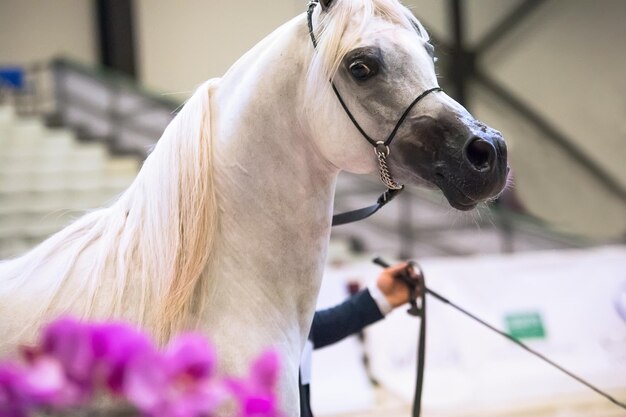 Close-up of horse