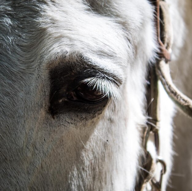 Photo close-up of a horse