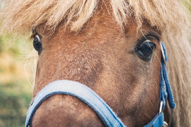 Close-up of a horse