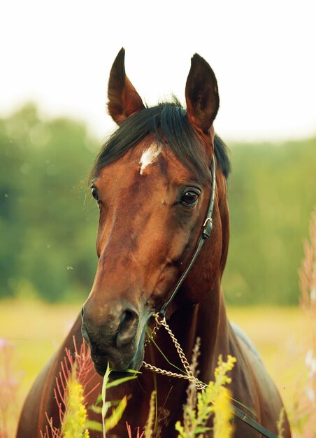 Photo close-up of horse