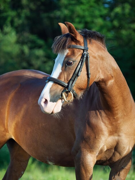 Foto prossimo piano del cavallo