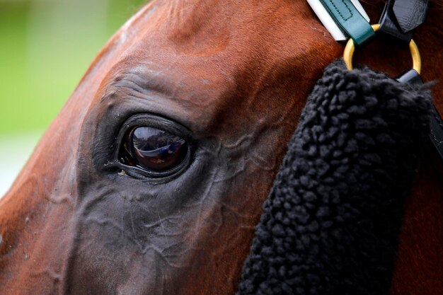 Photo close-up of horse