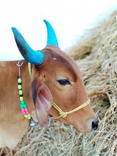 Foto prossimo piano del cavallo