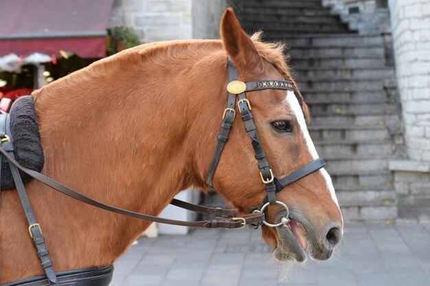 Foto prossimo piano di un cavallo