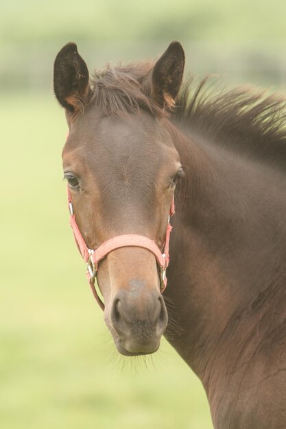 Photo close-up of a horse