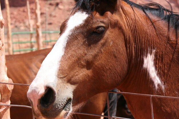 Foto prossimo piano del cavallo