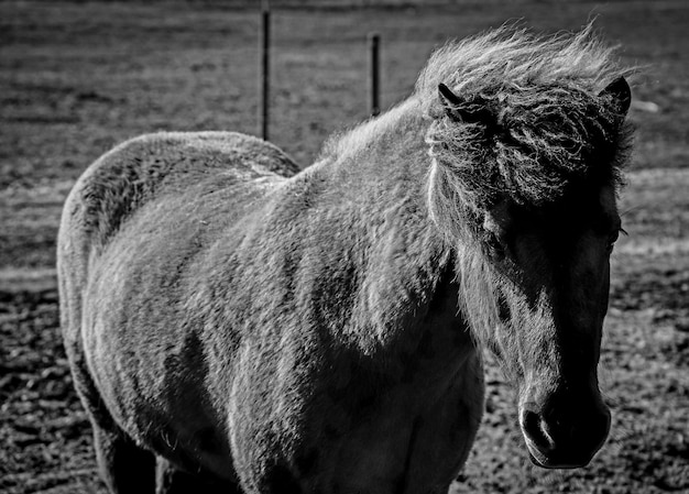 Photo close-up of a horse