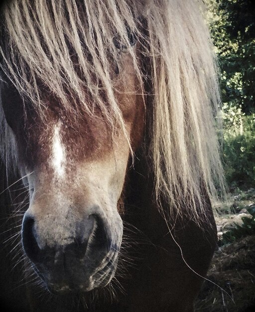 Foto prossimo piano del cavallo