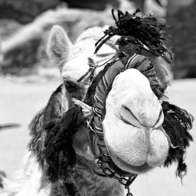 Photo close-up of a horse