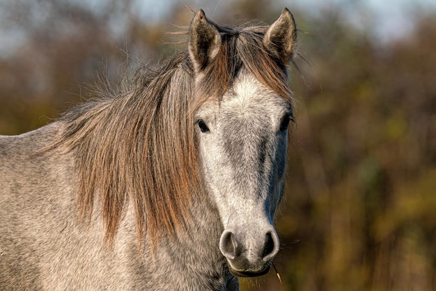 Photo close-up of a horse